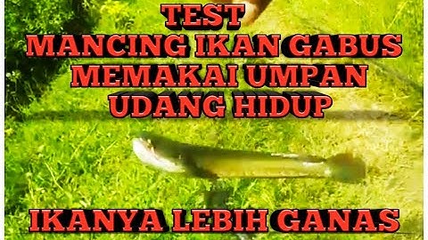 PERCOBAAN MANCING IKAN GABUS MEMAKAI UMPAN UDANG HIDUP TERNYATA LEBIH GANAS