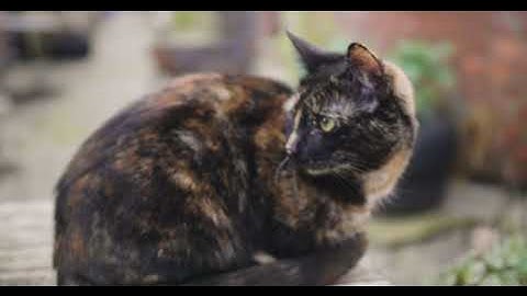 GH5 V Log L 10 Bit Colour Test