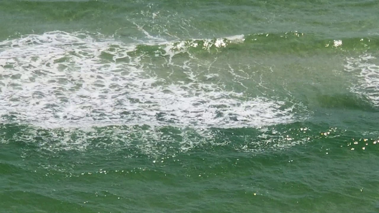 Man vs. Shark at Perdido Key