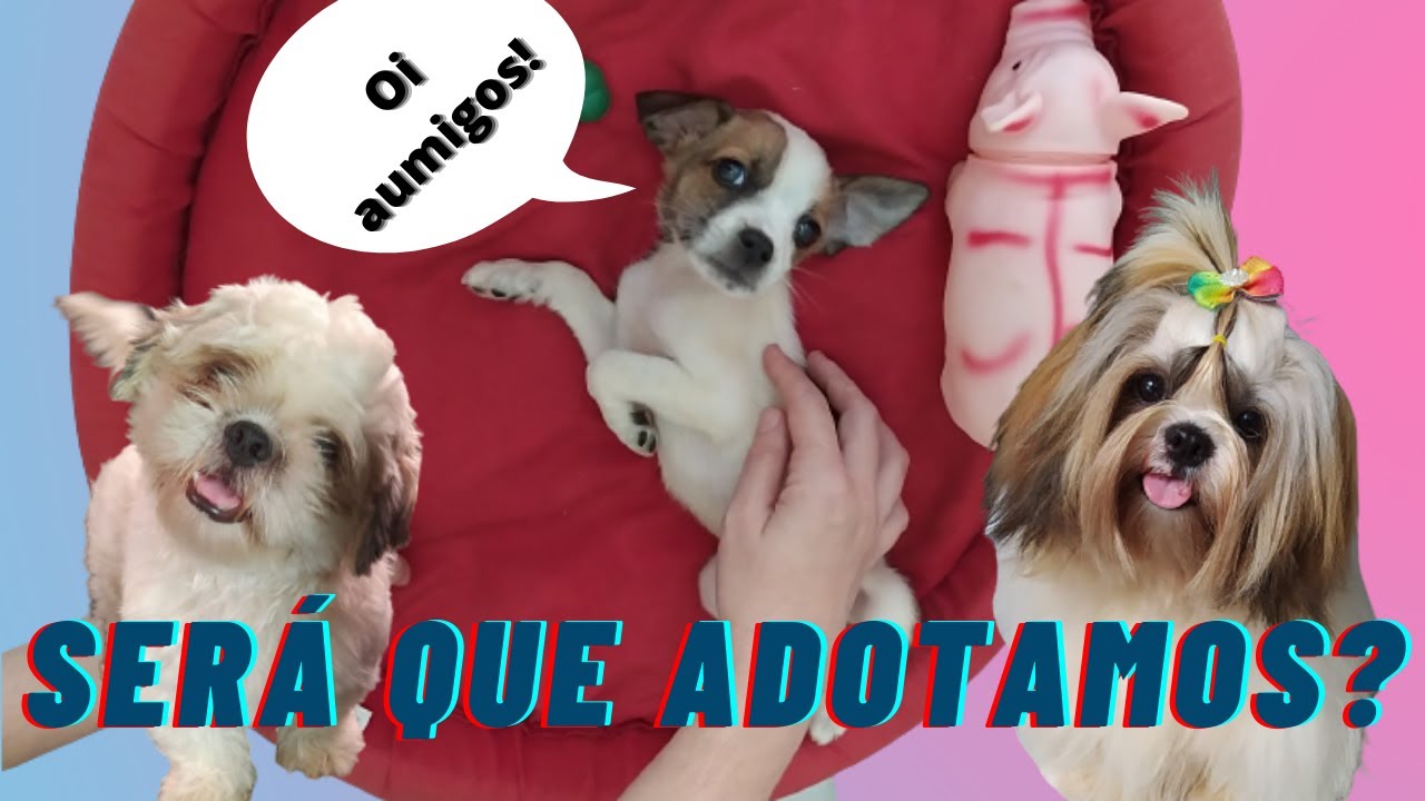 PEGAMOS UM FILHOTE DE CACHORRO