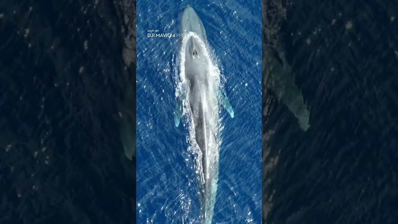 Mavic 4 Pro Dual Telephoto: Blue Whale Footage Shows Real Range