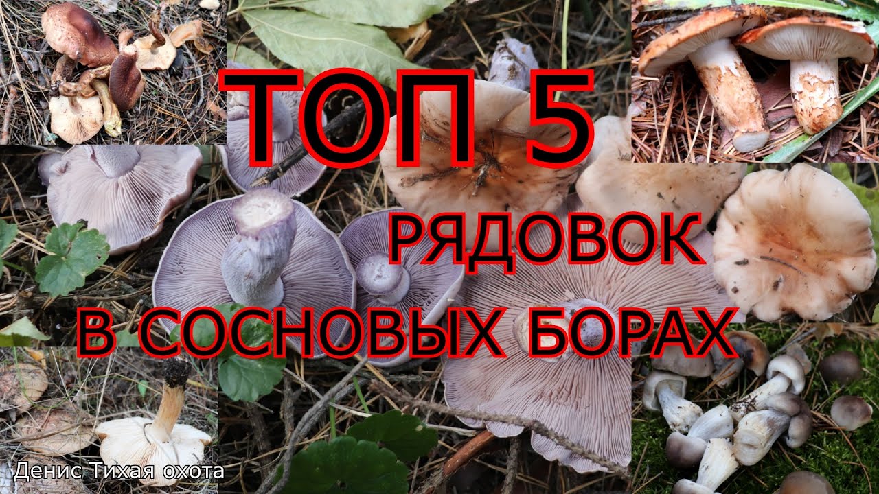 ТОП 5 малознакомых рядовок в сосновых борах