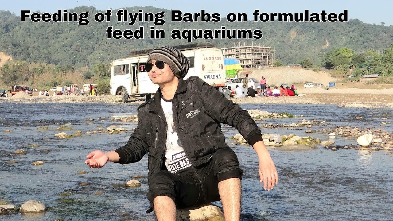 Feeding of flying Barbs on formulated feed in aquariums