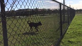 Nox - The Australian Kelpie - fence training in slow motion by Nox M 254 views 8 years ago 40 seconds