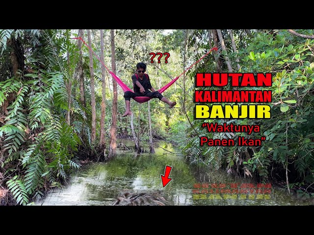 BERBURU IKAN PENGHUNI HUTAN KALIMANTAN PAKE BERBAGAI MACAM JENIS UMPAN😅 #138 #bocahpecicilan class=