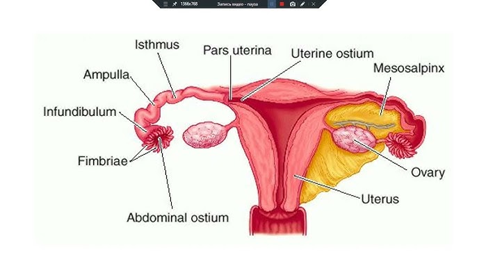 Есіктен бір қыз секске қарап тұр