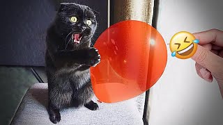 🐈😹 So Funny! Funniest Cats and Dogs 🐱😂 Best Funniest Animals Video 2024 # 10