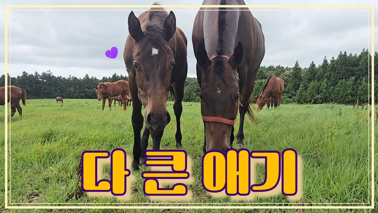 망아지의 성장💜 태어난지 7개월. 엄마와의 마지막 한 달