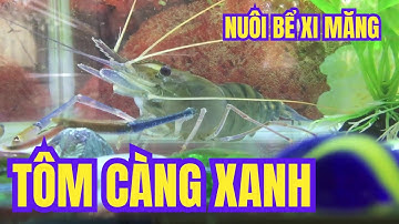 Cách Nuôi Tôm Càng Xanh Trong Bể Xi Măng | Hiệu Quả, Năng Suất Cao