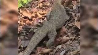 FEW ANIMALS IN BUKIT BATOK NATURE PARK SINGAPORE #animals #naturepark 