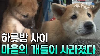 조용한 시골 마을이 떠들썩해진 이유. 사라진 마을의 개들은 어디로 갔는가 | KBS 생활의 발견 160804 방송