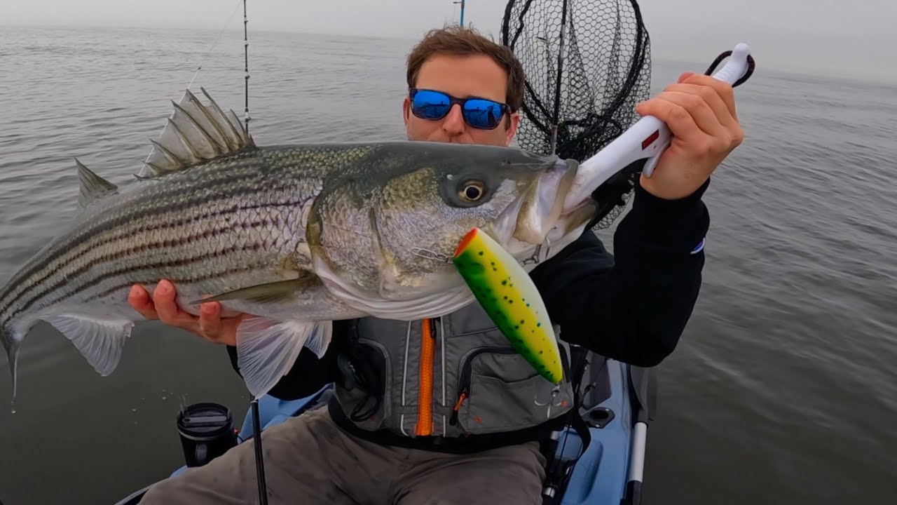 A Great Lure For Striped Bass A Great Lure For Striped Bass