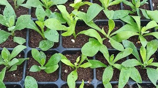 видео: Работа с черенками после получения. картинка: Работа с черенками после получения.