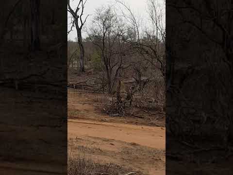 Lone Hyena kills Kudu Bull Part1