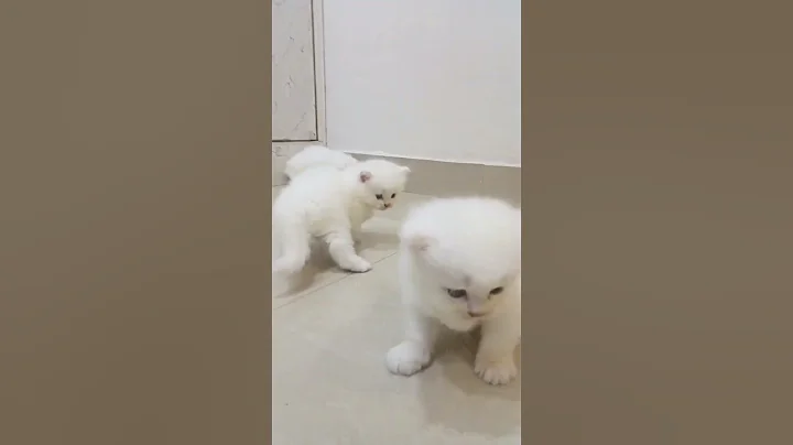 Video 11108321: catlover kitten british, british cat kitten, british funny kittens