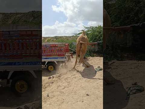 مهرجان الجمال في قلب الصحراء