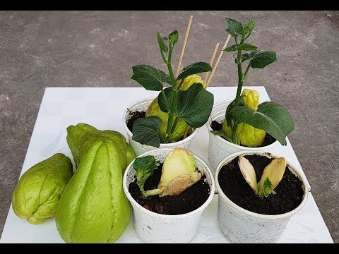 Video: Làm thế nào để bạn trồng củ Trillium?
