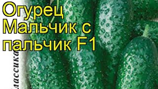 Огурец Мальчик с пальчик F1. Краткий обзор, описание характеристик cucumis sativus Огурец Мальчик с пальчик F1. Краткий обзор, описание характеристик cucumis sativus