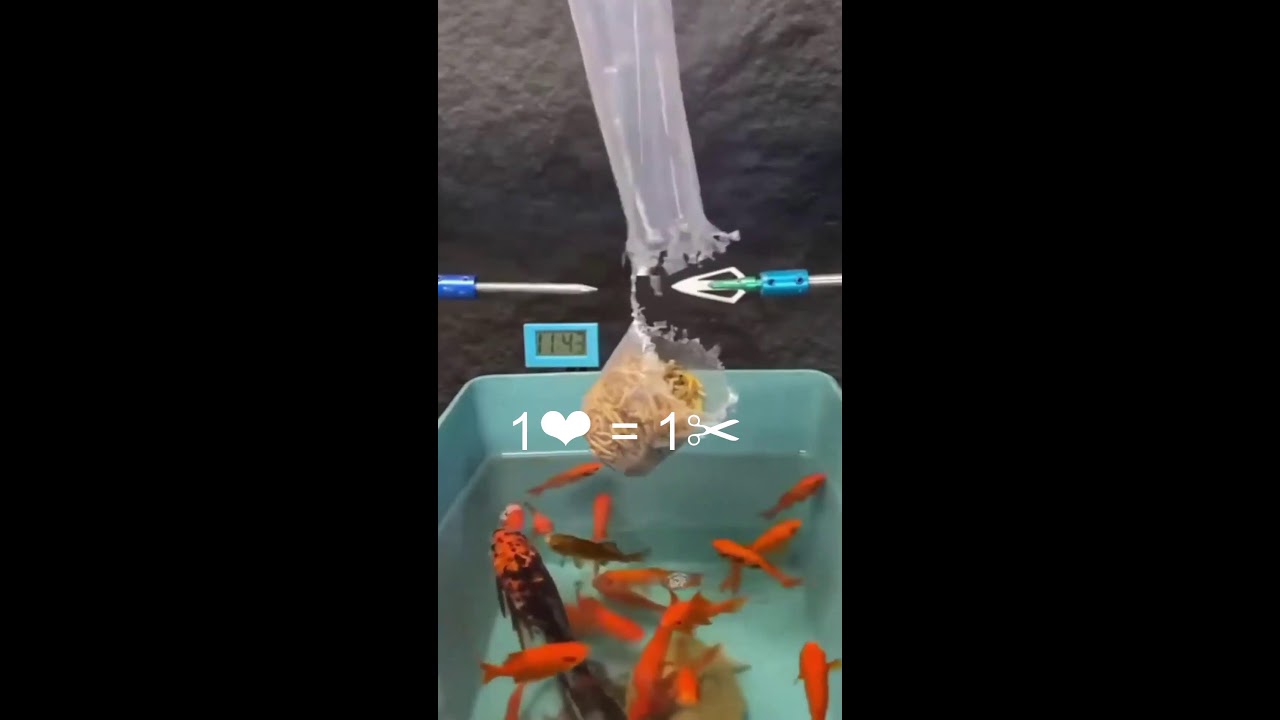 Играем на стриме