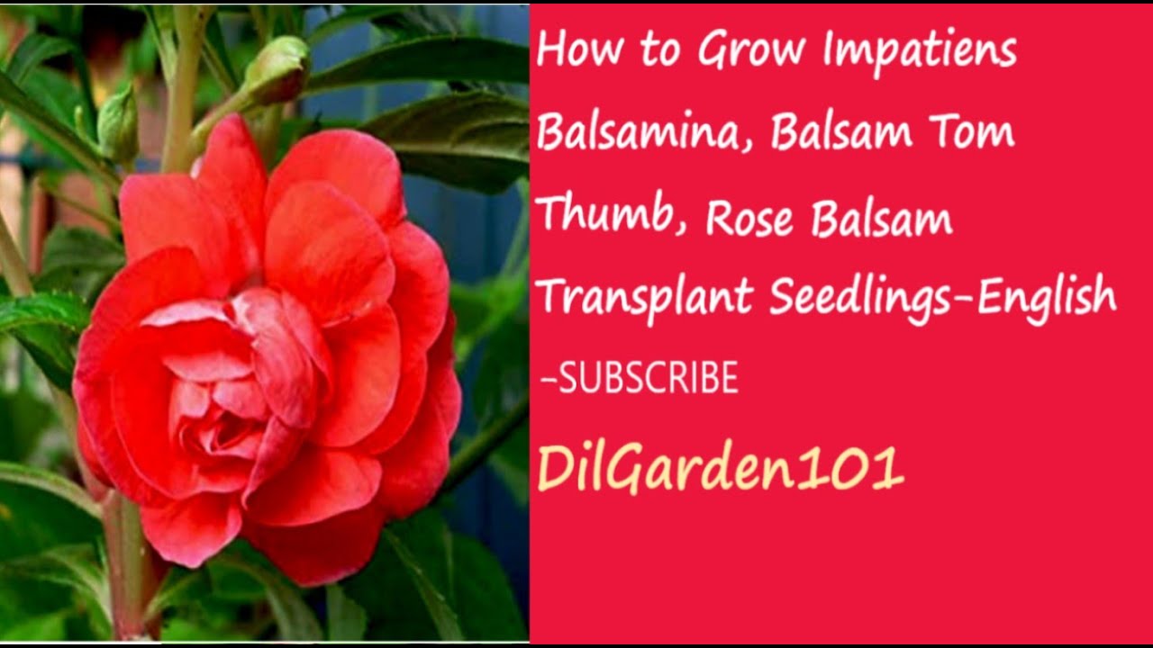 How to Grow Balsam Tom Thumb | Seedlings| Impatiens Balsamina | Rose Balsam| Snapweed| English