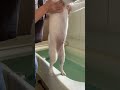 お風呂を怖がる犬さん#shorts