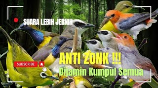 BARU !! Suara Pikat Burcil Paling Ampuh II Suara Pikat Burung Ribut 2025.