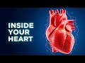 Can The Heart Store Memories Explained