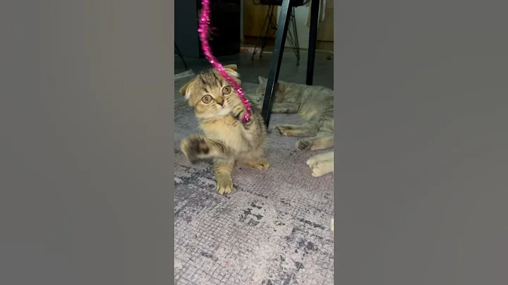 Video 3755191: kitty britishshorthair scottishfold kittens, britishshorthair scottishfold kittens cat, cat kitten munchkin britishshorthair, munchkin kitten pets cats, cute kitty scottishfold kitten, cat funny scottishfold kitten