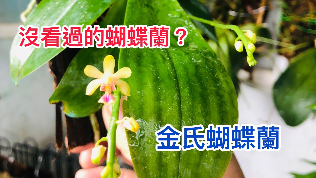 你沒看過的蝴蝶蘭 特殊蝴蝶蘭金氏蝴蝶蘭 又稱纖花蝴蝶蘭 Youtube
