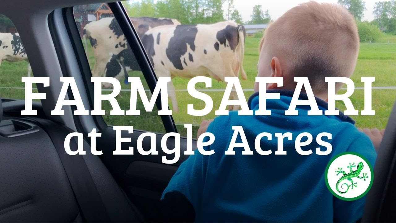 SaFarmi @ Eagle Acres Farm: Safari Drive-Thru Fun near Langley, British Columbia | PerfectDayToPlay