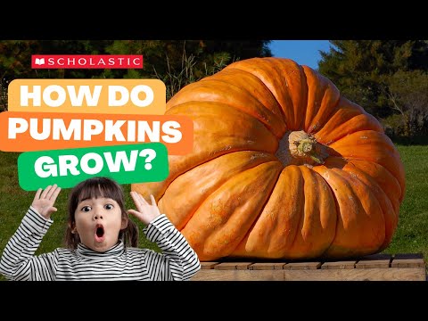 Video: Pumpkin Ash Information - Lär dig om pumpaskvård i landskapet