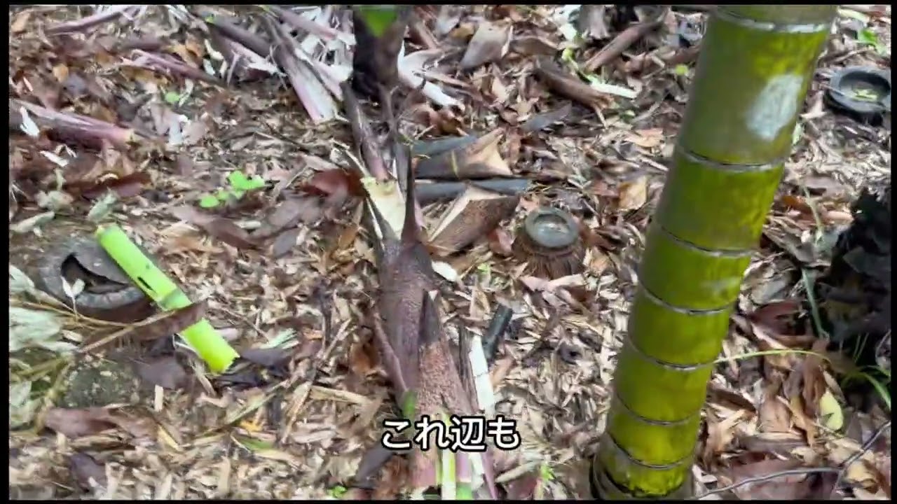 818. I was hoping to make it a beautiful bamboo grove - YouTube