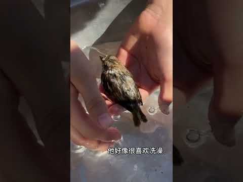 Cứu con chim