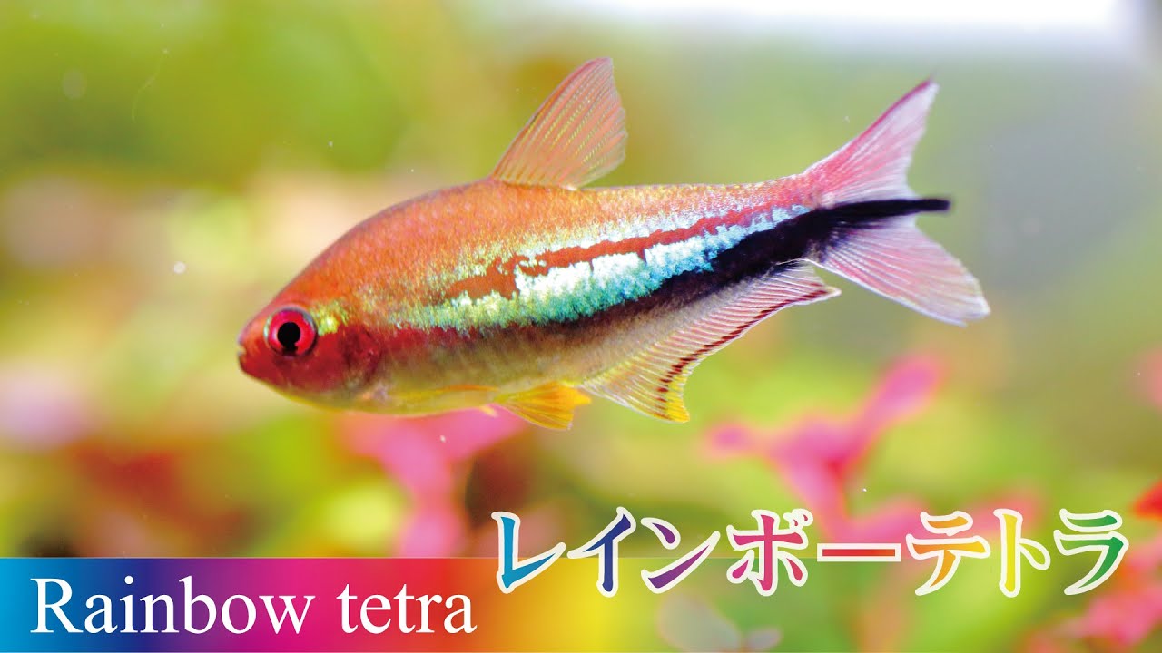 レインボーテトラ ラメが虹色に輝き見惚れてしまう美魚 水草動画ブログ