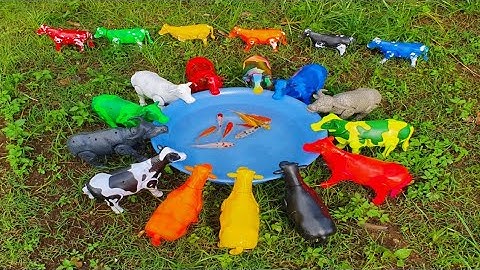 MENEMUKAN SAPI LUCU, SAPI WARNA-WARNI, SAPI KARTUN, SAPI JOGET, SAPI MOO, SAPI NGAMUK, SAPI BESAR