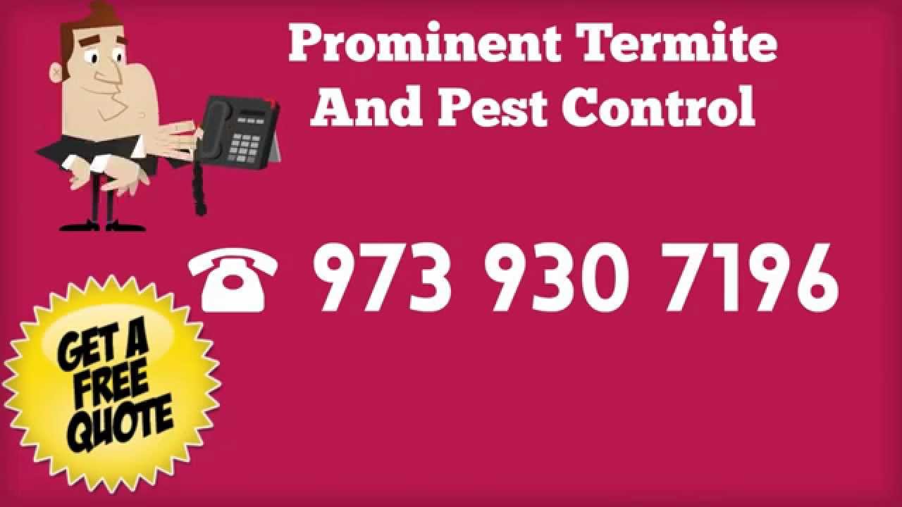 Pest Control NJ Services Termites Bedbugs All Insects And Animal Control Cockroaches Mice Rats Ants