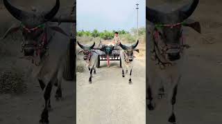 vadhiyara balad//kankrej//moj ma//son_of_farmers_07