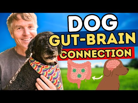 Picture of Dogs' Gut-Brain Connection [Expert Opinion]