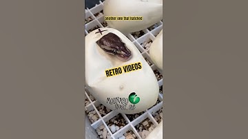 Looking back on how I use to do videos! Which style do you like better?  #molinarosnakelab #pythons