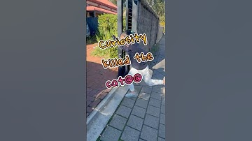 Don’t be curious about everything #shorts