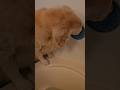 The肛門腺絞り【goldenretriver japan】#shorts#dog #goldenretriever#ゴールデンレトリバー #犬 #肛門腺絞り