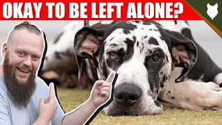 Can My GREAT DANE Be Left Alone