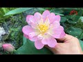 Spark lotus is a beautiful mini lotus