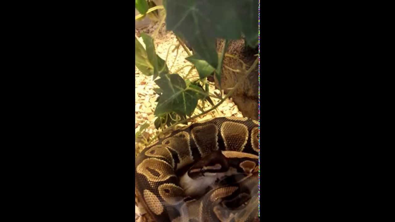 Unsere Königspython frisst ihre erste adulte Frostmaus