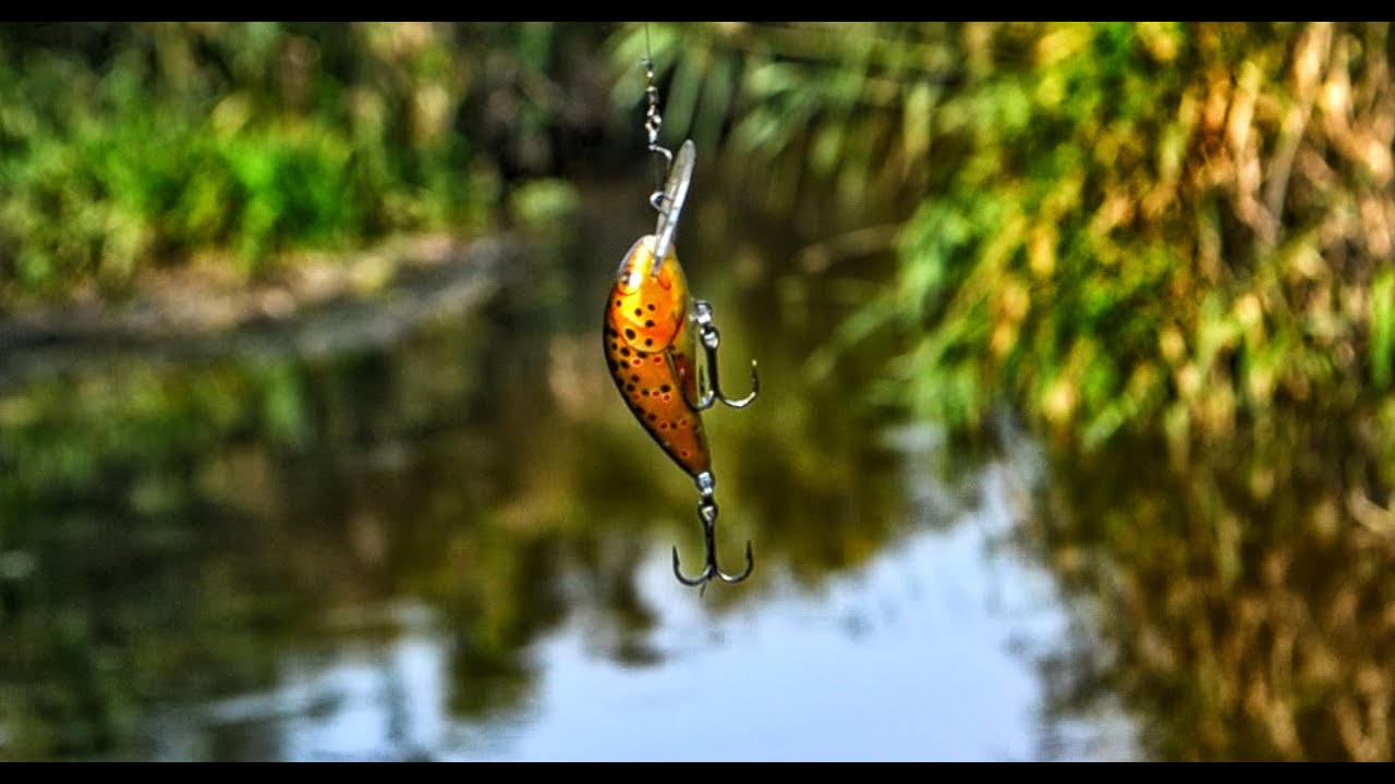 поиски ручьевой форели