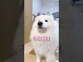 ママの言葉を理解しすぎたサモエドが可愛すぎる…！ #サモエド #samoyed #大型犬 #癒し