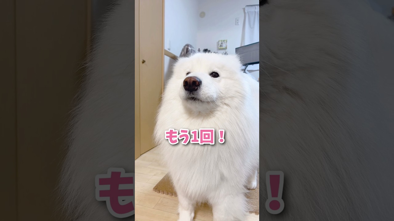 ママの言葉を理解しすぎたサモエドが可愛すぎる…！ #サモエド #samoyed #大型犬 #癒し