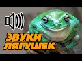 Звук лягушек, лягушка квакает