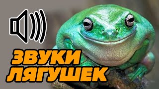 Звук лягушек, лягушка квакает