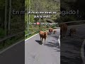 Momento animal 🦬🦬 #animals #vaca #motorcycle #meeting #nature #rutaenmoto